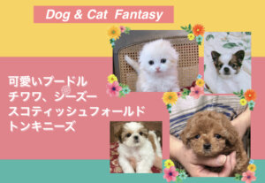 Dog&Cat♡Fantasy