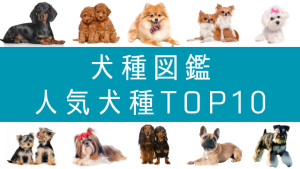 人気TOP10 犬種図鑑