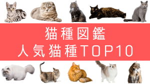 人気TOP10 猫種図鑑